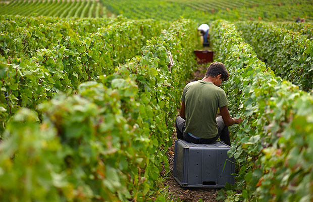 vignoble de Champagne