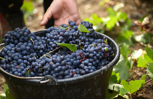 terroirs de la Champagne