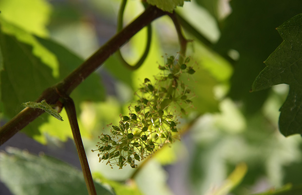 terroirs de la Champagne