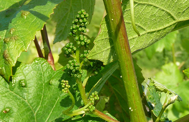 terroirs de la Champagne